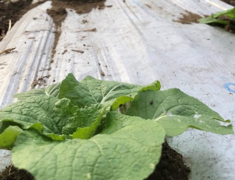 冬野菜が順調に育っています。