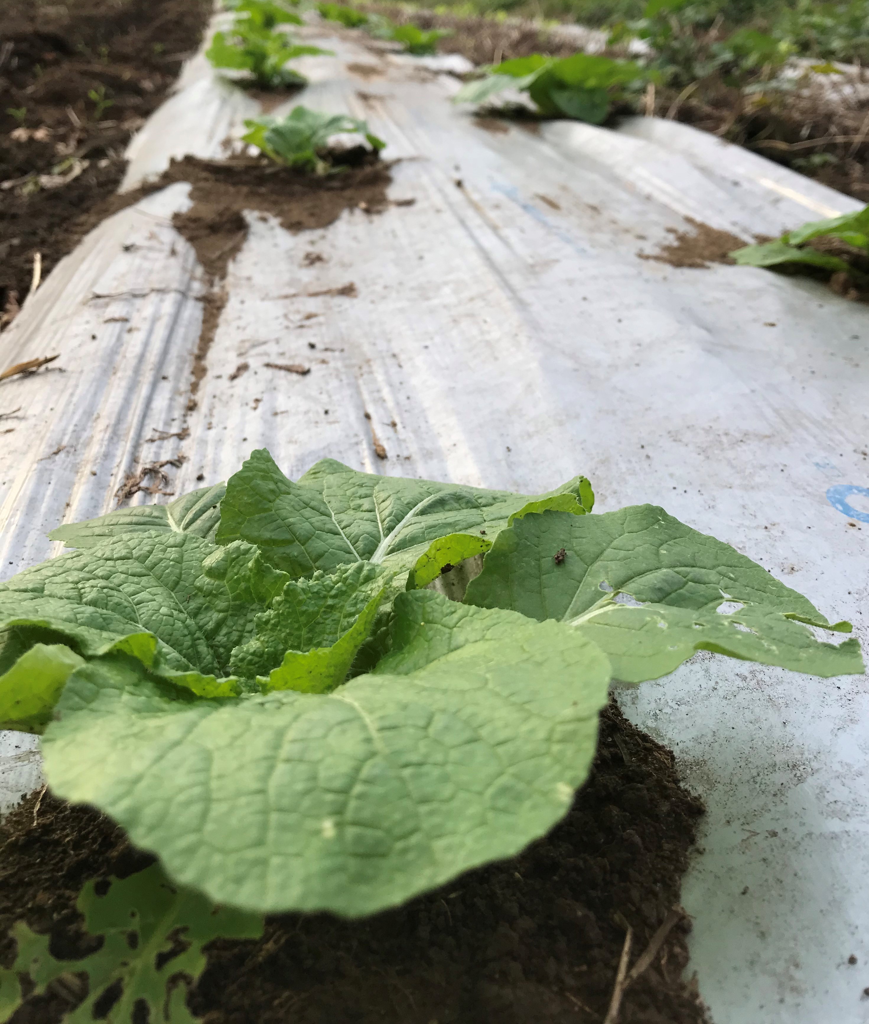 冬野菜が順調に育っています。