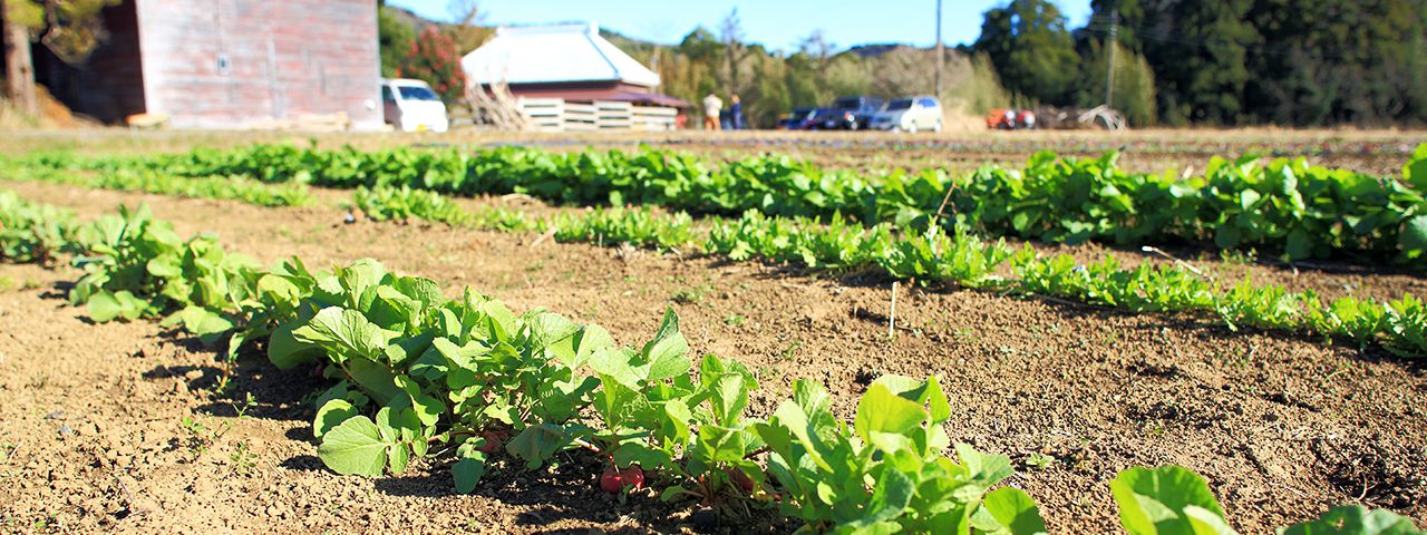 マリポ農園の無農薬・無化学肥料で育てた作物の畑