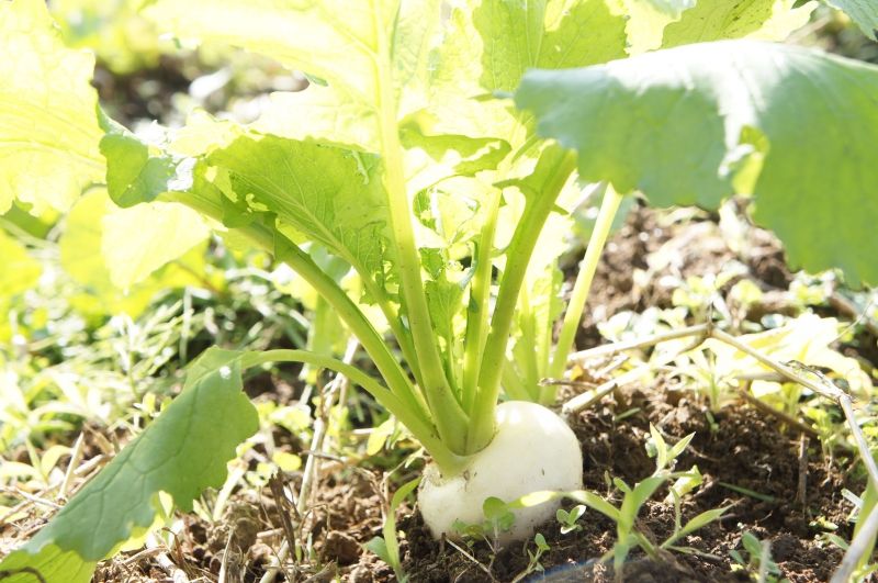 マリポ農園、きくらげを主体とした農薬や化学肥料を使わない農産物の生産をしています